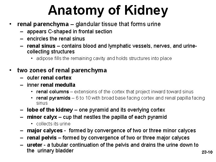 Anatomy of Kidney • renal parenchyma – glandular tissue that forms urine – appears