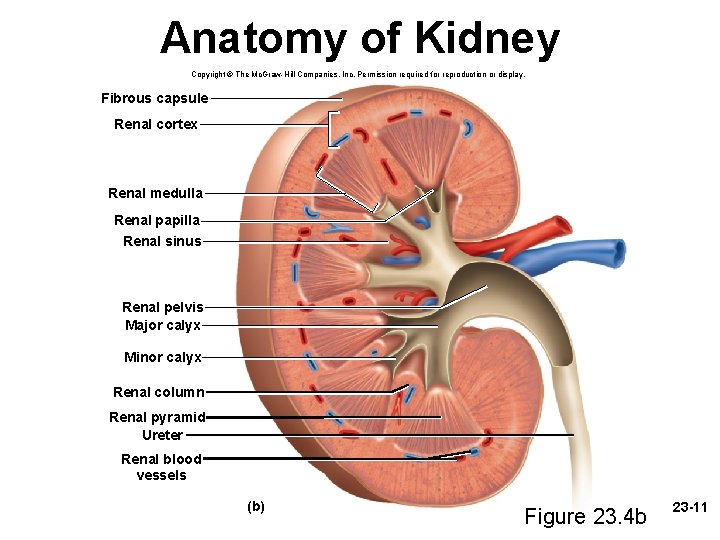 Anatomy of Kidney Copyright © The Mc. Graw-Hill Companies, Inc. Permission required for reproduction