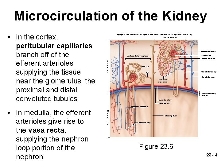 Microcirculation of the Kidney • in the cortex, peritubular capillaries branch off of the