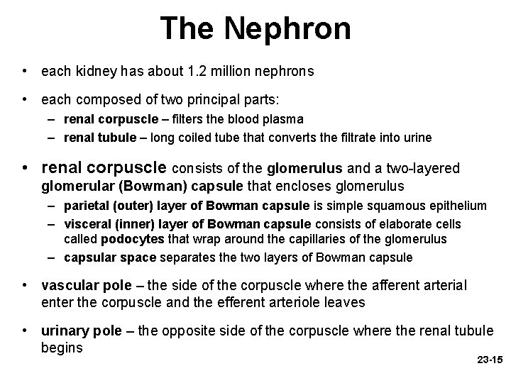 The Nephron • each kidney has about 1. 2 million nephrons • each composed