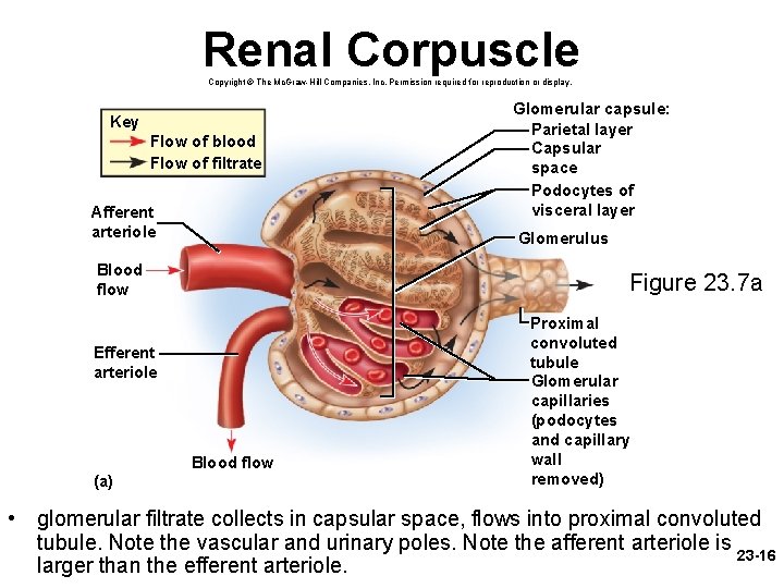 Renal Corpuscle Copyright © The Mc. Graw-Hill Companies, Inc. Permission required for reproduction or