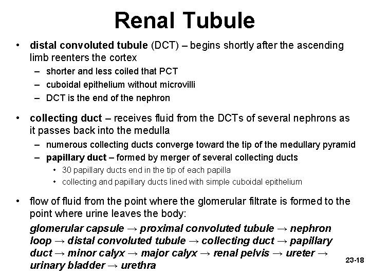 Renal Tubule • distal convoluted tubule (DCT) – begins shortly after the ascending limb