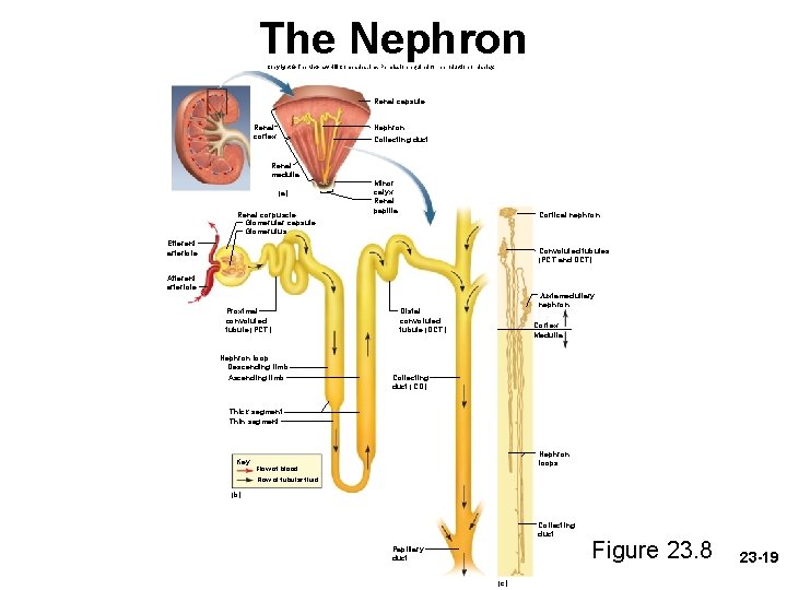 The Nephron Copyright © The Mc. Graw-Hill Companies, Inc. Permission required for reproduction or