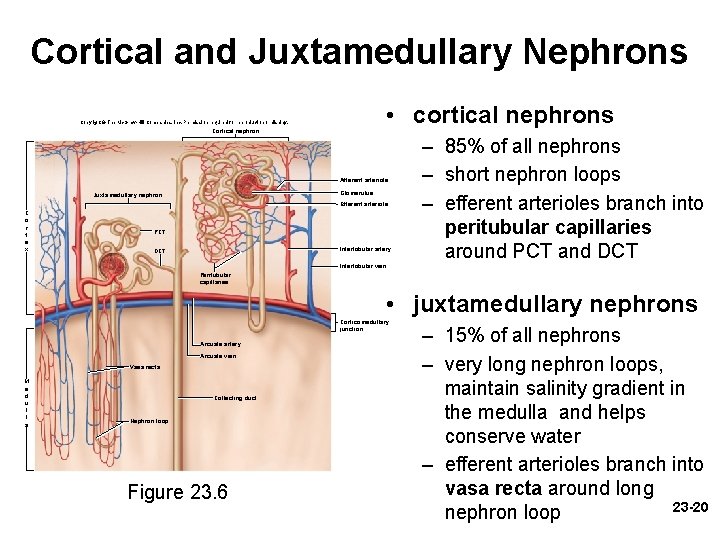 Cortical and Juxtamedullary Nephrons • cortical nephrons Copyright © The Mc. Graw-Hill Companies, Inc.