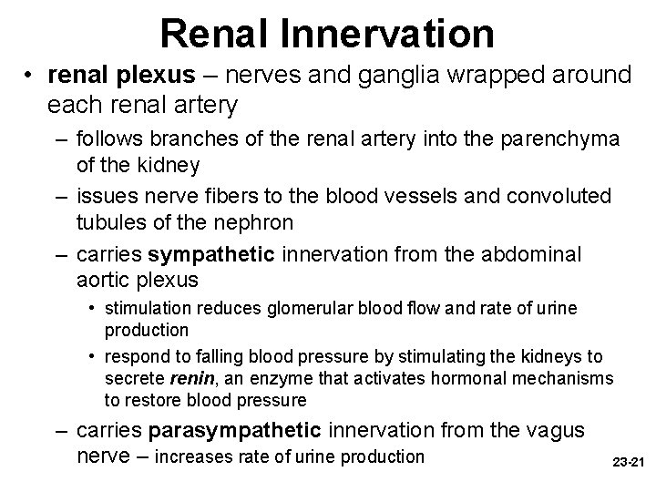 Renal Innervation • renal plexus – nerves and ganglia wrapped around each renal artery