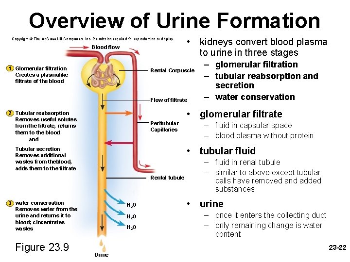 Overview of Urine Formation Copyright © The Mc. Graw-Hill Companies, Inc. Permission required for