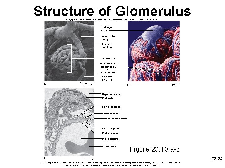 Structure of Glomerulus Copyright © The Mc. Graw-Hill Companies, Inc. Permission required for reproduction