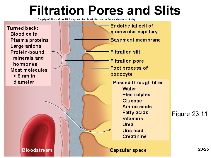 Filtration Pores and Slits Copyright © The Mc. Graw-Hill Companies, Inc. Permission required for