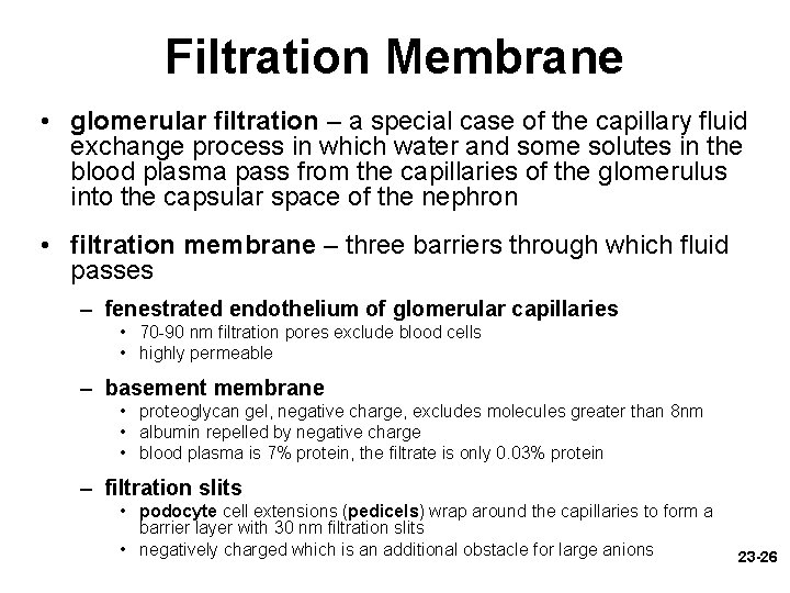 Filtration Membrane • glomerular filtration – a special case of the capillary fluid exchange