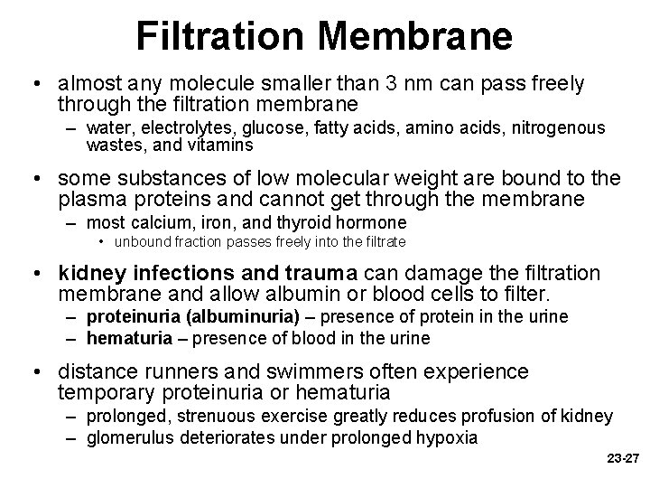 Filtration Membrane • almost any molecule smaller than 3 nm can pass freely through
