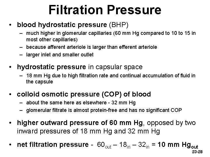 Filtration Pressure • blood hydrostatic pressure (BHP) – much higher in glomerular capillaries (60