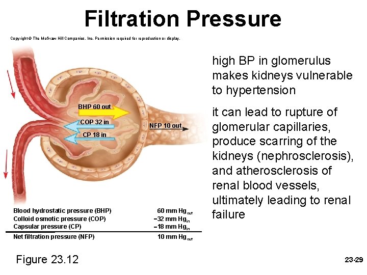 Filtration Pressure Copyright © The Mc. Graw-Hill Companies, Inc. Permission required for reproduction or