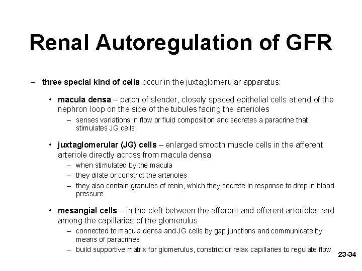 Renal Autoregulation of GFR – three special kind of cells occur in the juxtaglomerular