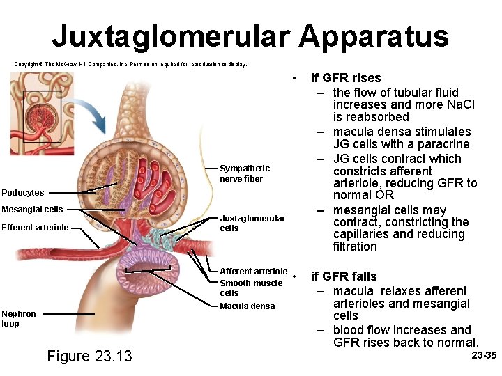 Juxtaglomerular Apparatus Copyright © The Mc. Graw-Hill Companies, Inc. Permission required for reproduction or