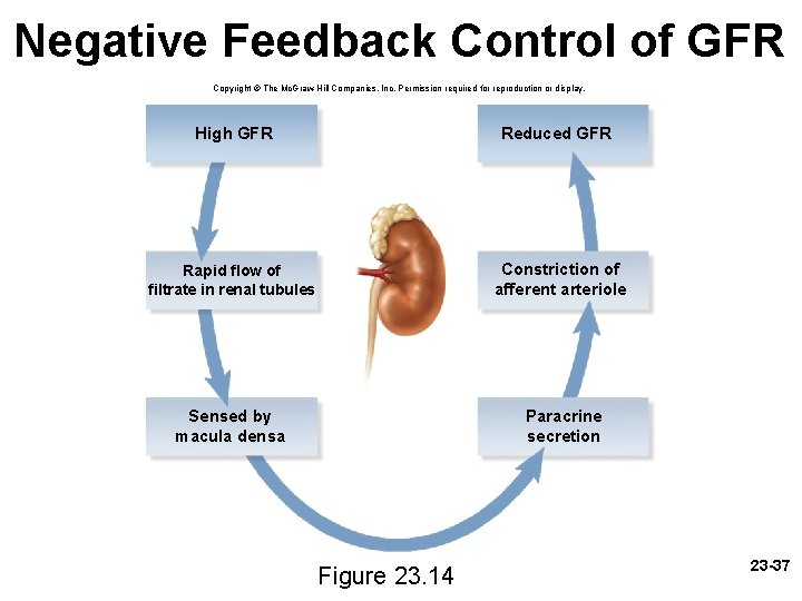 Negative Feedback Control of GFR Copyright © The Mc. Graw-Hill Companies, Inc. Permission required