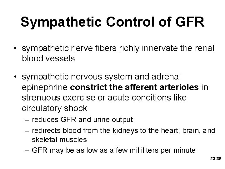 Sympathetic Control of GFR • sympathetic nerve fibers richly innervate the renal blood vessels