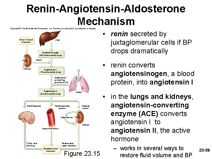 Renin-Angiotensin-Aldosterone Mechanism Copyright © The Mc. Graw-Hill Companies, Inc. Permission required for reproduction or