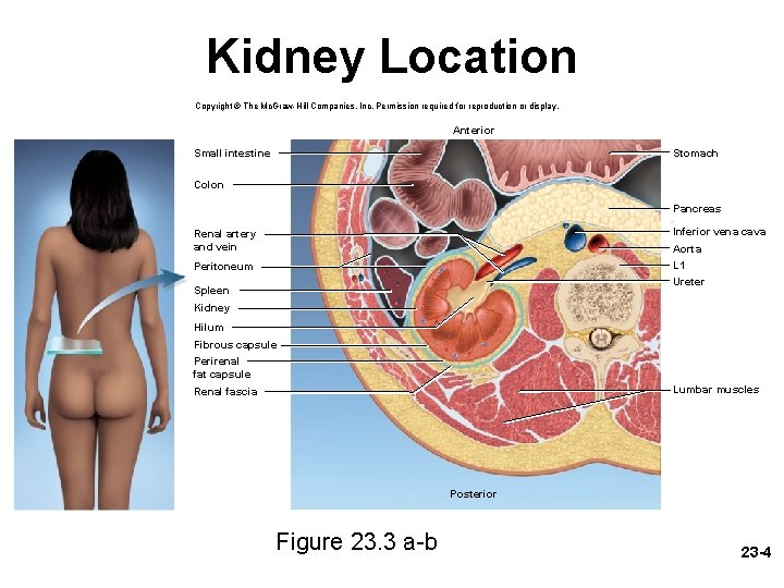 Kidney Location Copyright © The Mc. Graw-Hill Companies, Inc. Permission required for reproduction or
