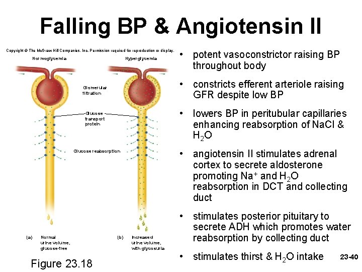 Falling BP & Angiotensin II Copyright © The Mc. Graw-Hill Companies, Inc. Permission required