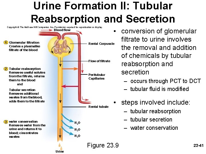 Urine Formation II: Tubular Reabsorption and Secretion Copyright © The Mc. Graw-Hill Companies, Inc.