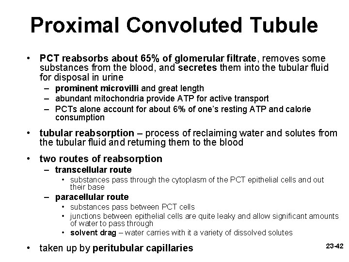 Proximal Convoluted Tubule • PCT reabsorbs about 65% of glomerular filtrate, removes some substances