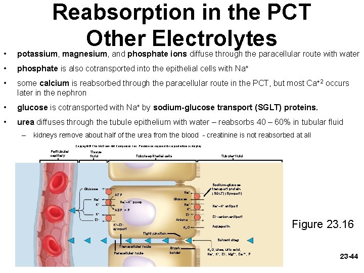 Reabsorption in the PCT Other Electrolytes • potassium, magnesium, and phosphate ions diffuse through