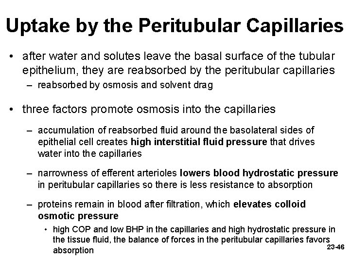Uptake by the Peritubular Capillaries • after water and solutes leave the basal surface
