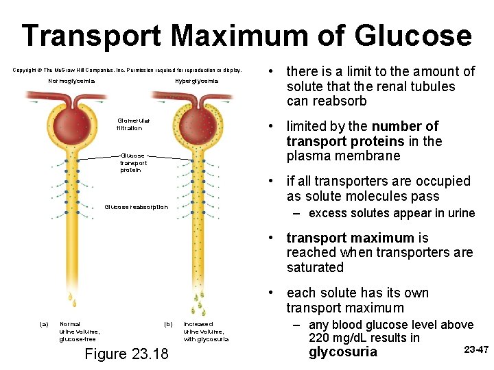 Transport Maximum of Glucose Copyright © The Mc. Graw-Hill Companies, Inc. Permission required for