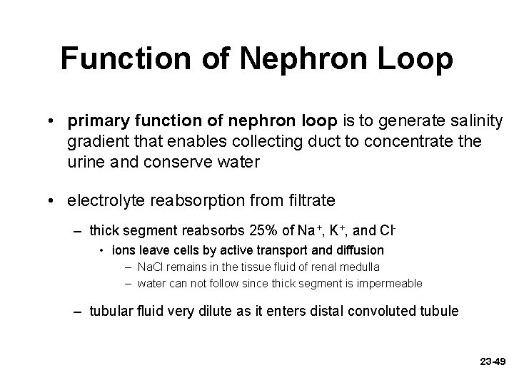 Function of Nephron Loop • primary function of nephron loop is to generate salinity