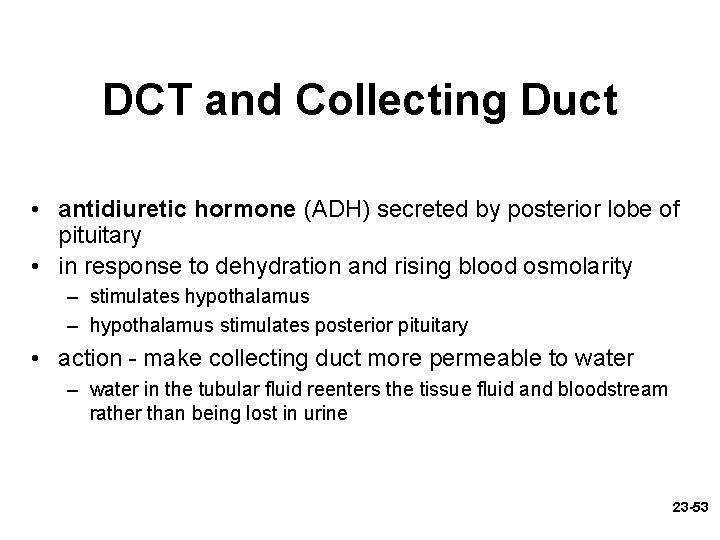 DCT and Collecting Duct • antidiuretic hormone (ADH) secreted by posterior lobe of pituitary