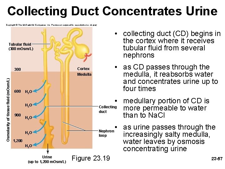 Collecting Duct Concentrates Urine Copyright © The Mc. Graw-Hill Companies, Inc. Permission required for