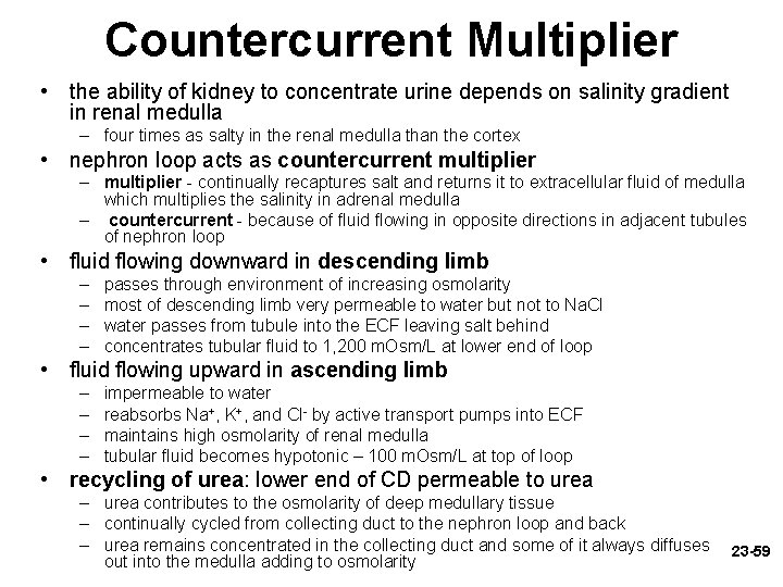 Countercurrent Multiplier • the ability of kidney to concentrate urine depends on salinity gradient