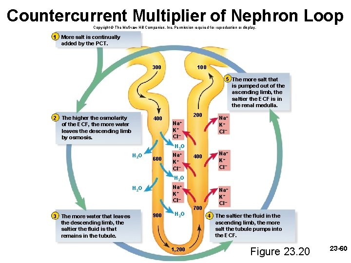 Countercurrent Multiplier of Nephron Loop Copyright © The Mc. Graw-Hill Companies, Inc. Permission required