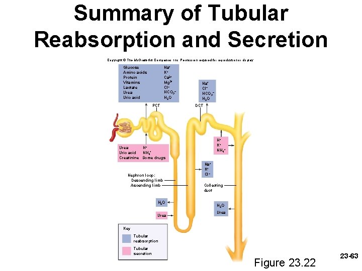 Summary of Tubular Reabsorption and Secretion Copyright © The Mc. Graw-Hill Companies, Inc. Permission