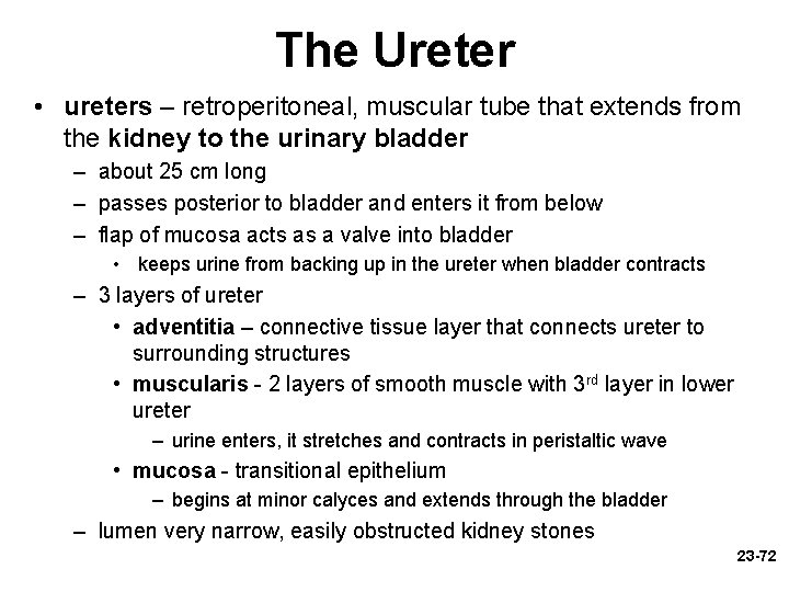 The Ureter • ureters – retroperitoneal, muscular tube that extends from the kidney to