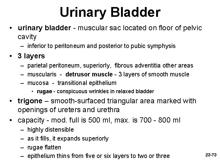 Urinary Bladder • urinary bladder - muscular sac located on floor of pelvic cavity