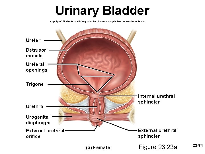 Urinary Bladder Copyright © The Mc. Graw-Hill Companies, Inc. Permission required for reproduction or