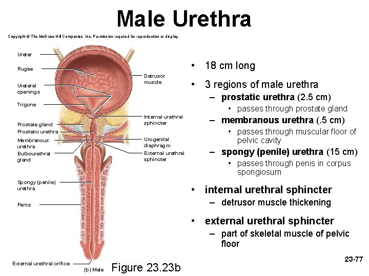 Male Urethra Copyright © The Mc. Graw-Hill Companies, Inc. Permission required for reproduction or