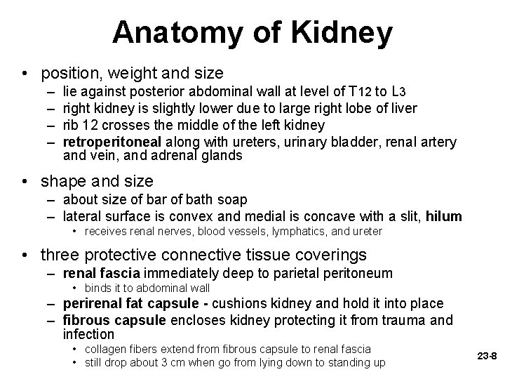 Anatomy of Kidney • position, weight and size – – lie against posterior abdominal