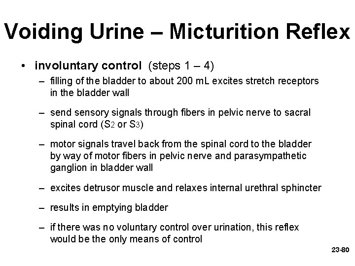 Voiding Urine – Micturition Reflex • involuntary control (steps 1 – 4) – filling