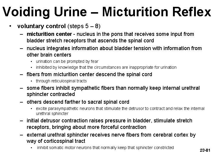 Voiding Urine – Micturition Reflex • voluntary control (steps 5 – 8) – micturition