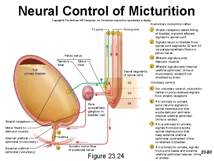 Neural Control of Micturition Copyright © The Mc. Graw-Hill Companies, Inc. Permission required for