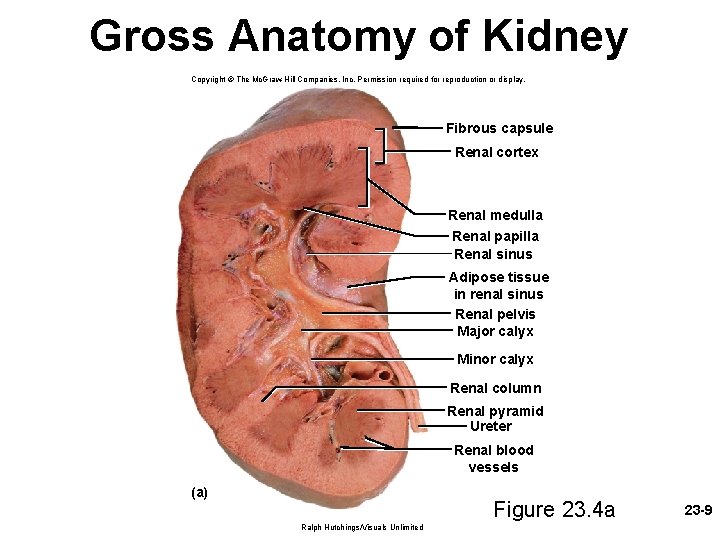 Gross Anatomy of Kidney Copyright © The Mc. Graw-Hill Companies, Inc. Permission required for