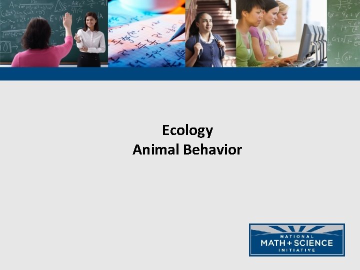 Ecology Animal Behavior 