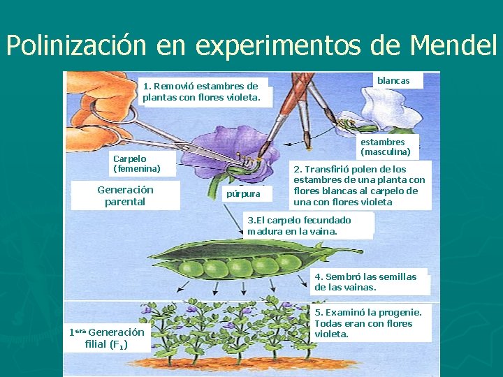 Polinización en experimentos de Mendel blancas 1. Removió estambres de plantas con flores violeta.
