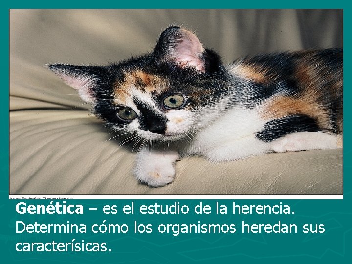 Genética – es el estudio de la herencia. Determina cómo los organismos heredan sus