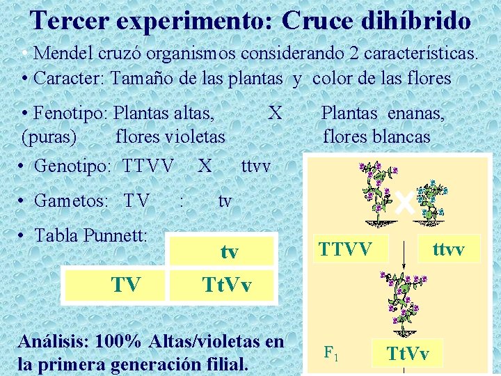 Tercer experimento: Cruce dihíbrido • Mendel cruzó organismos considerando 2 características. • Caracter: Tamaño