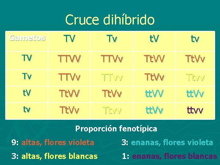 Cruce dihíbrido Gametos TV Tv t. V tv TV TTVv Tt. VV Tt. Vv