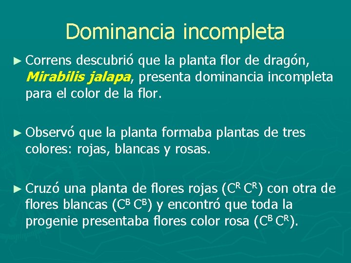 Dominancia incompleta ► Correns descubrió que la planta flor de dragón, Mirabilis jalapa, presenta