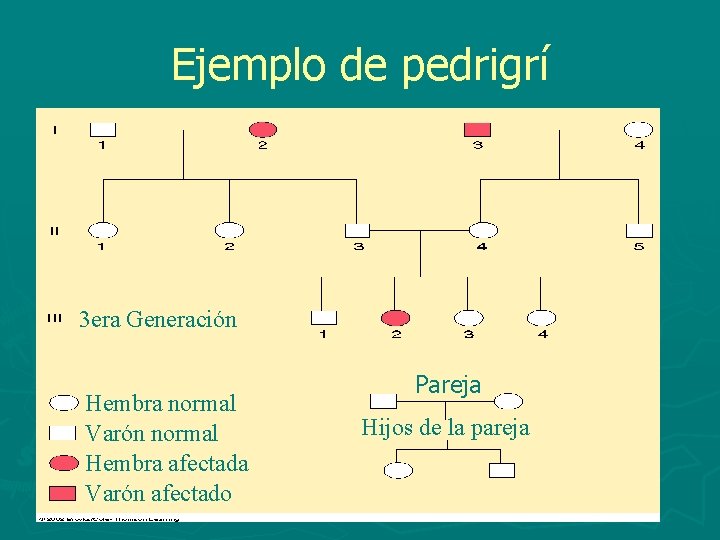 Ejemplo de pedrigrí 3 era Generación Hembra normal Varón normal Hembra afectada Varón afectado